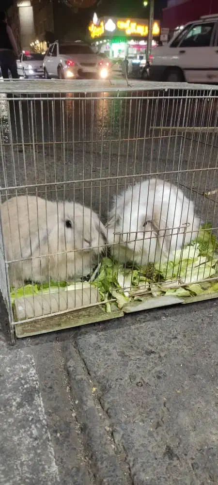 یک جفت خرگوش|موش و خرگوش|تهران, مسعودیه|دیوار