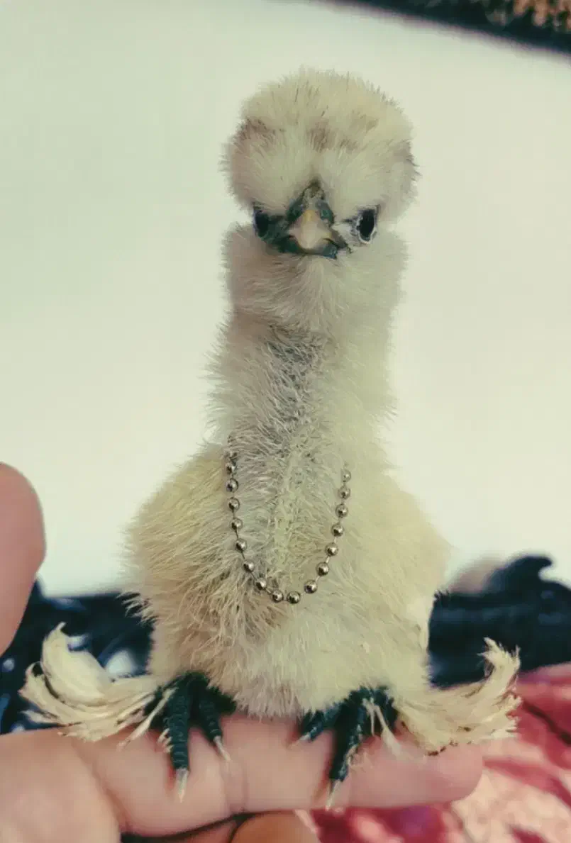 جوجه و تخم نطفه دار ، نژاد سلطان اصلیل ( وارداتی )|حیوانات مزرعه|رشت, جانبازان|دیوار