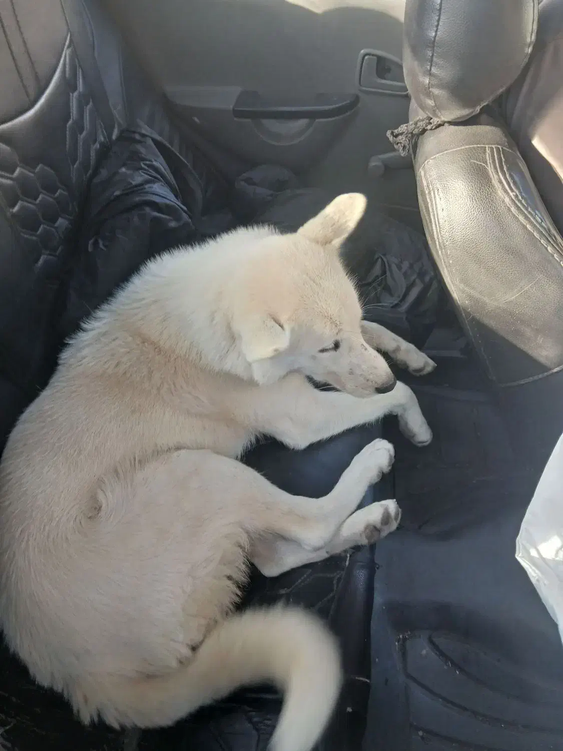 سگ هاسکی ماده|سگ|مشهد, فرهنگیان (شهرک غرب)|دیوار