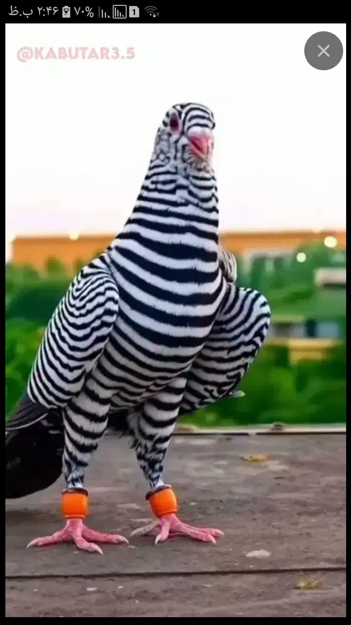 دوکت پلاکی گراف کاکلی/سارسرور/نواری کت سفید/چپ|پرنده|مشهد, نیروی هوایی|دیوار