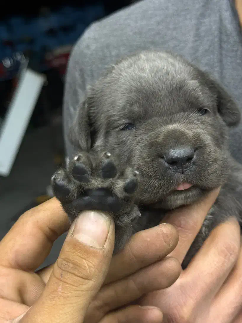 سگ کنکورسو ماستیف|سگ|ری, جوانمرد قصاب|دیوار