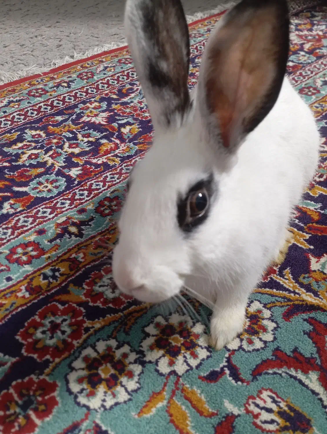 خرگوش و باکس اسنب|موش و خرگوش|کرج, برغان|دیوار