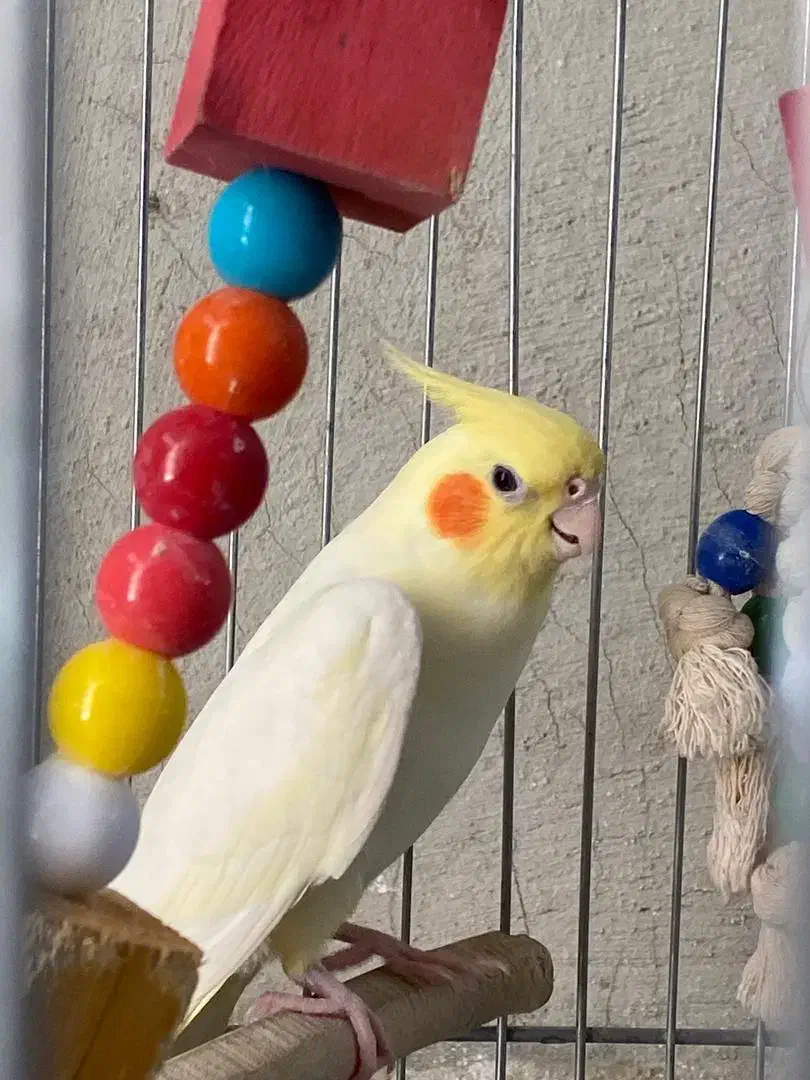 یک جفت عروس هلندی|پرنده|اندیشه, اندیشه فاز ۵|دیوار