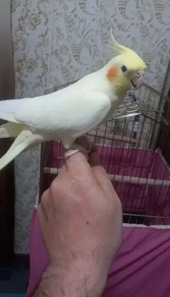 عروس هلندی لوتینو اهلی|پرنده|شوط, |دیوار