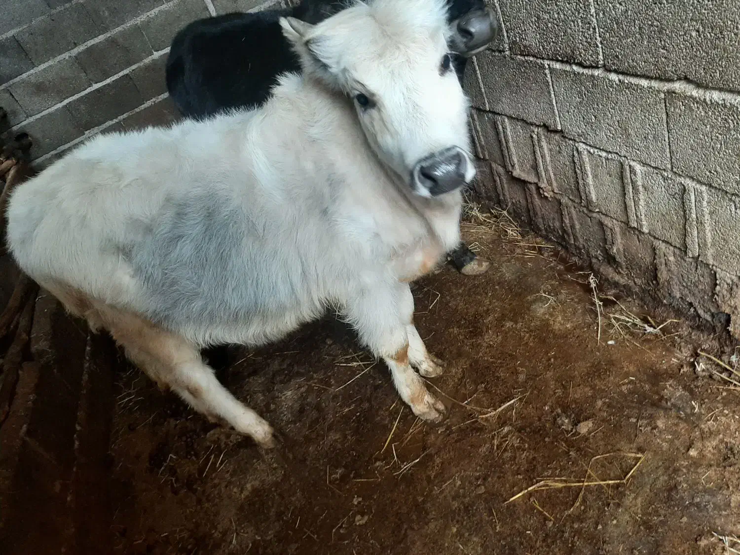 گاو|حیوانات مزرعه|سنگر, |دیوار