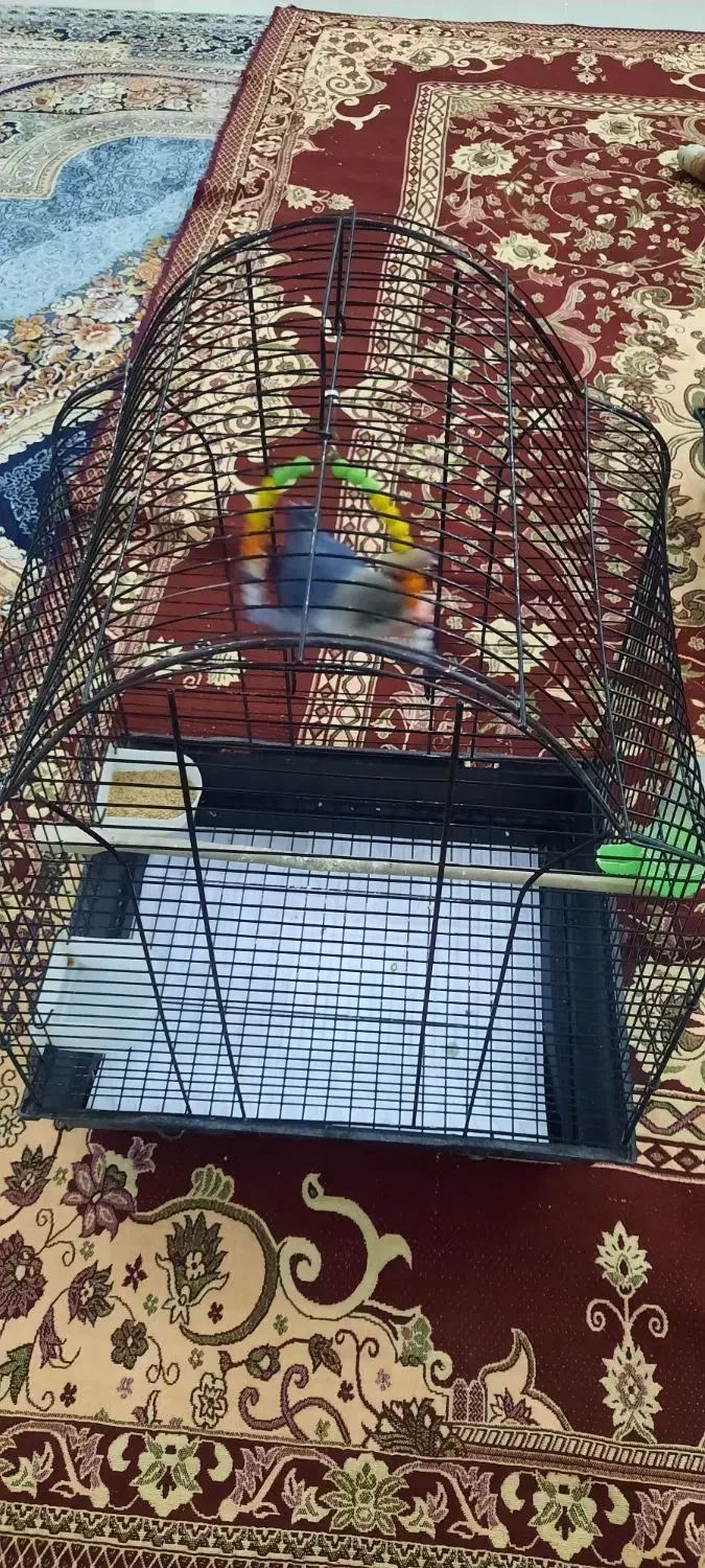 کوتوله برزیلی بهترین رنگ در نژاد خودش|پرنده|مشهد, عبادی|دیوار