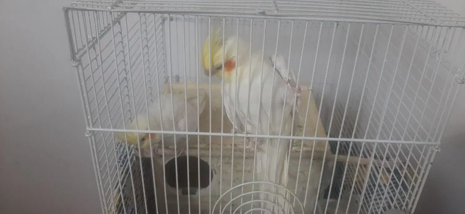 عروس هلندی|پرنده|آبیک, |دیوار