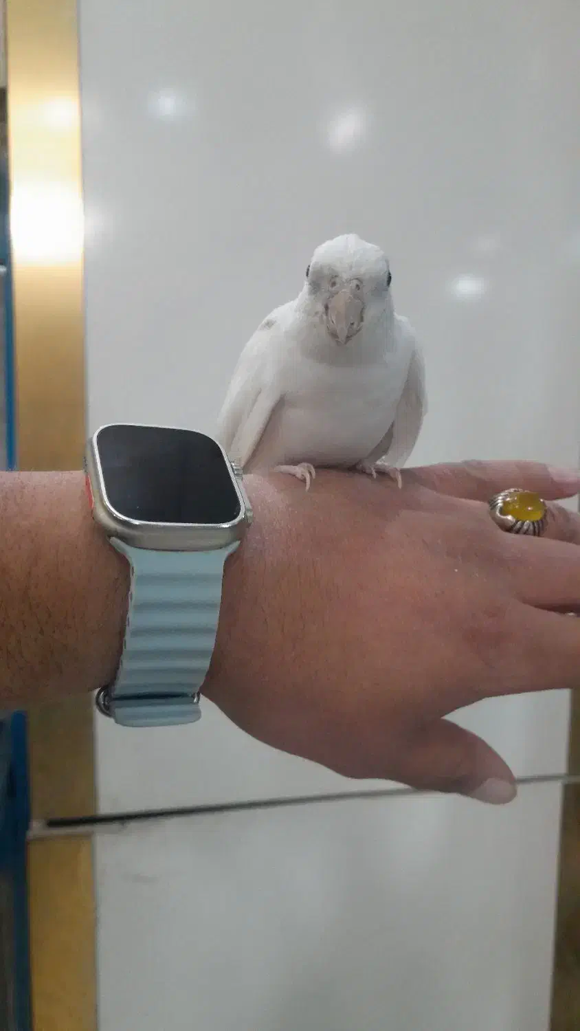 طوطی عروس آلبینو خالص|پرنده|شهریار, رضی آباد بالا|دیوار