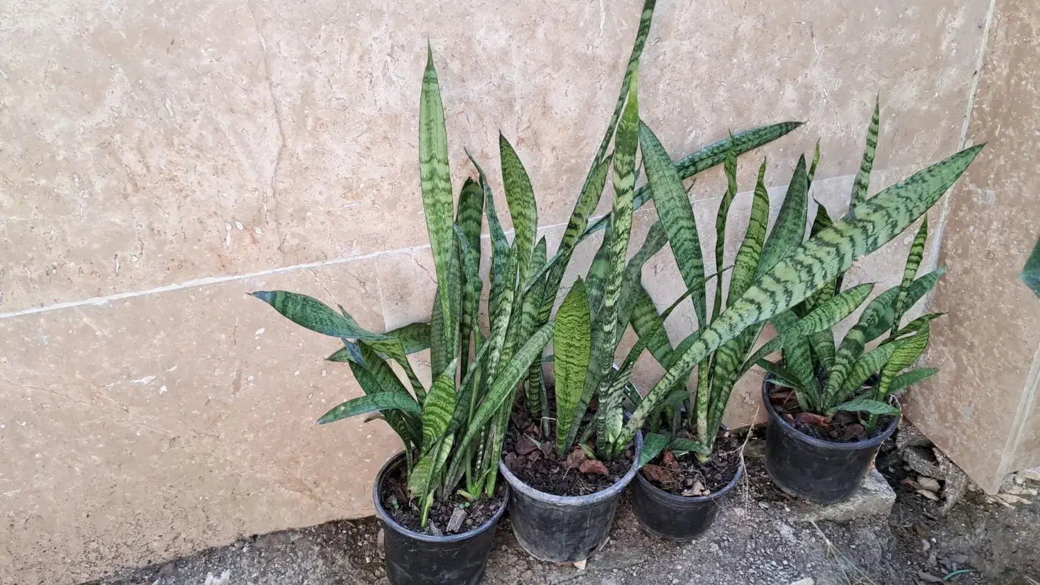 گلسرای پارین|گل و گیاه طبیعی|آستارا, |دیوار