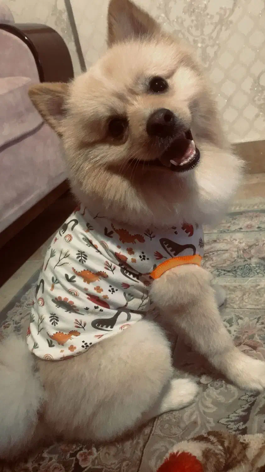 سگ آموزش دیده فوق العاده|سگ|پاکدشت, پاکدشت (مامازند)|دیوار