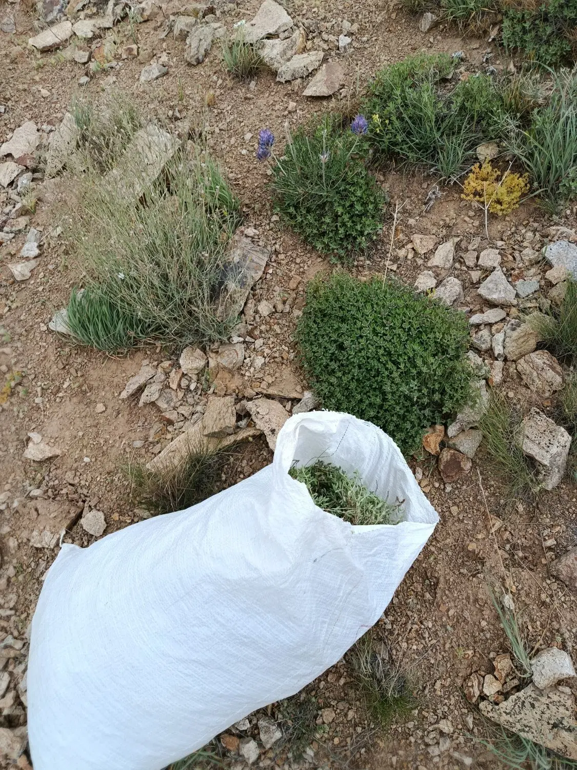 آذربه|خوردنی و آشامیدنی|رزن, |دیوار
