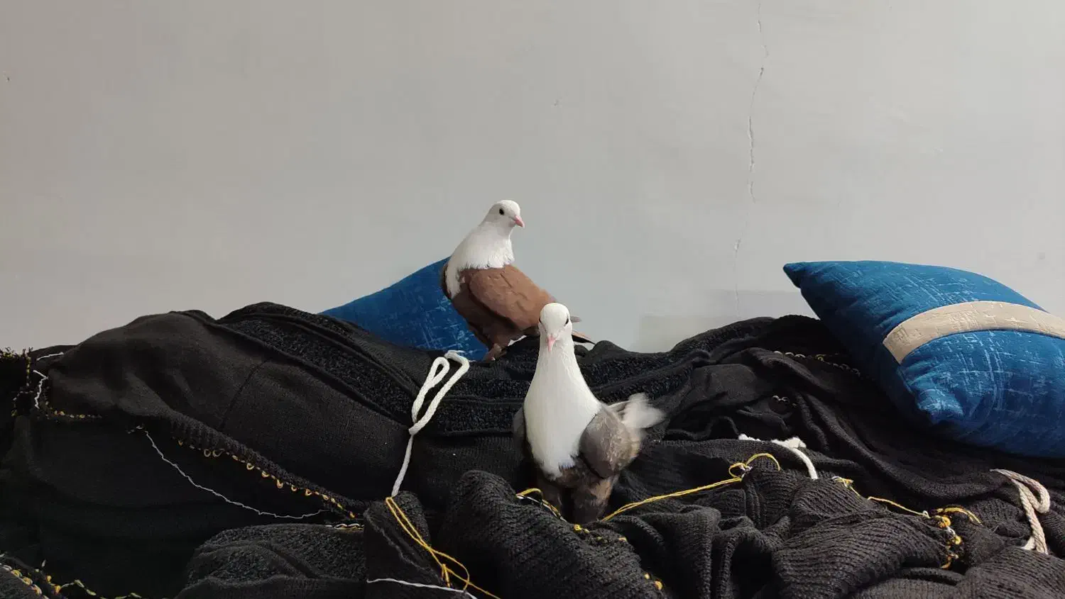 کله سفید کربلایی|پرنده|سبزوار, شرق کال جنوبی (شمس آبادی)|دیوار