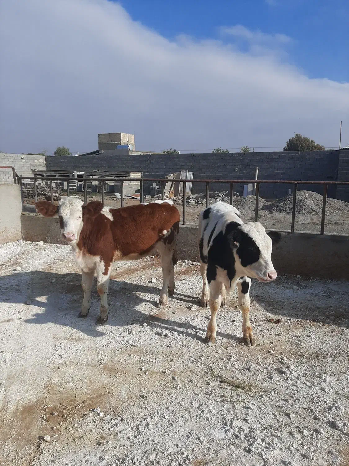 گوساله نر و ماده|حیوانات مزرعه|مشهد, خرم آباد|دیوار