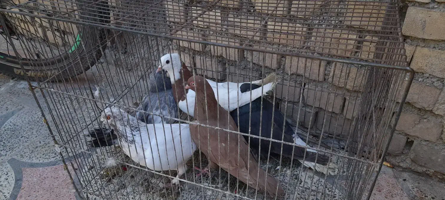 کبوتر|پرنده|ایذه, |دیوار