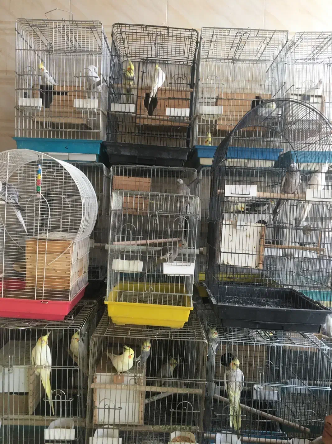 عروس هلندی|پرنده|دلند, |دیوار