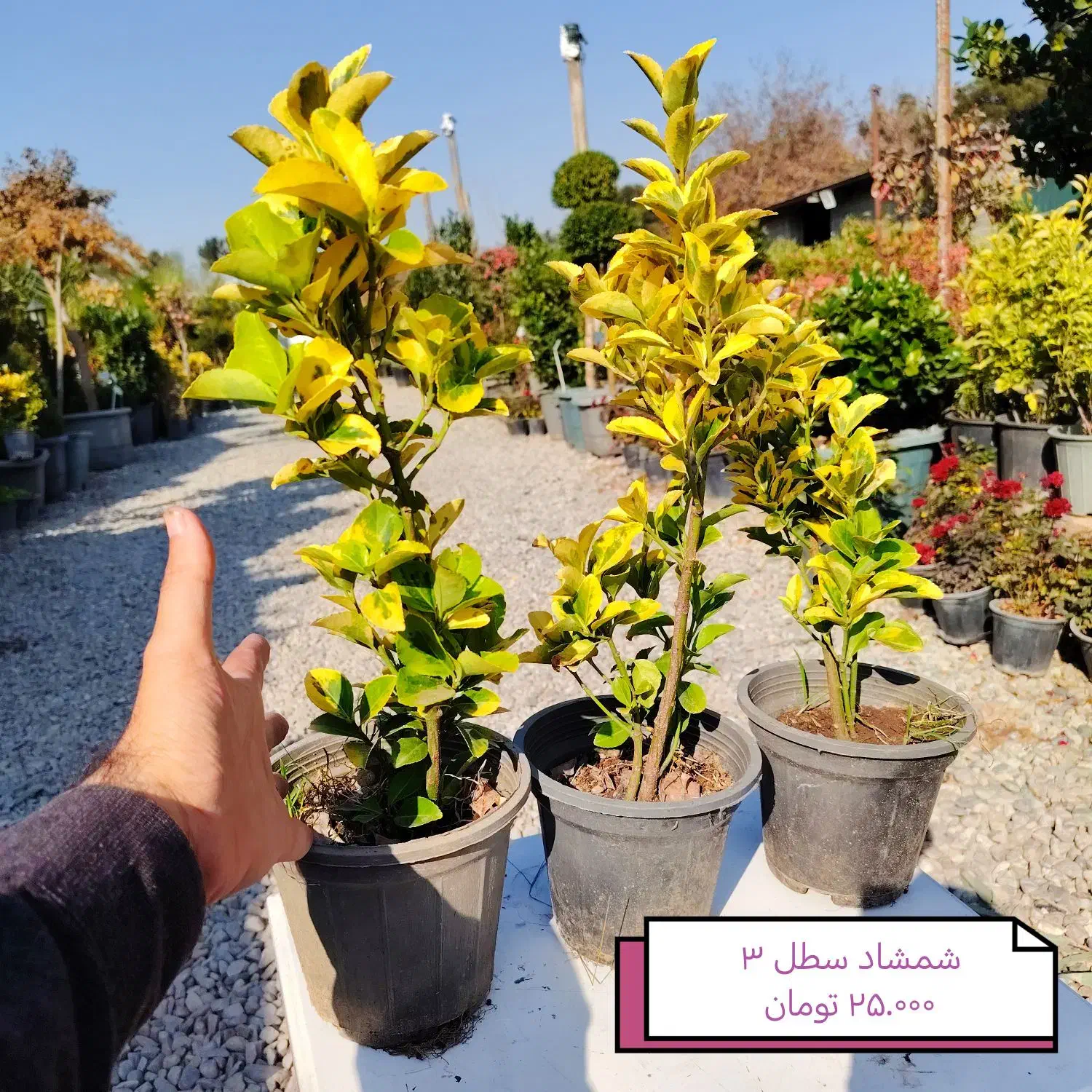 شمشاد طلایی|گل و گیاه طبیعی|شهریار, شهریار|دیوار