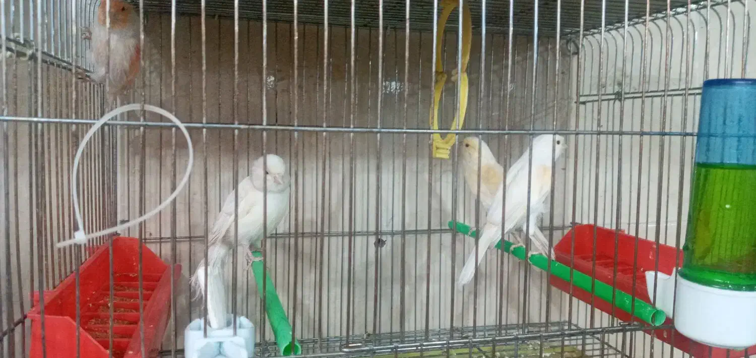 کاسکو مینا عروس هلندی کوتوله قناری مرغ عشق سهره|پرنده|اصفهان, کوجان|دیوار