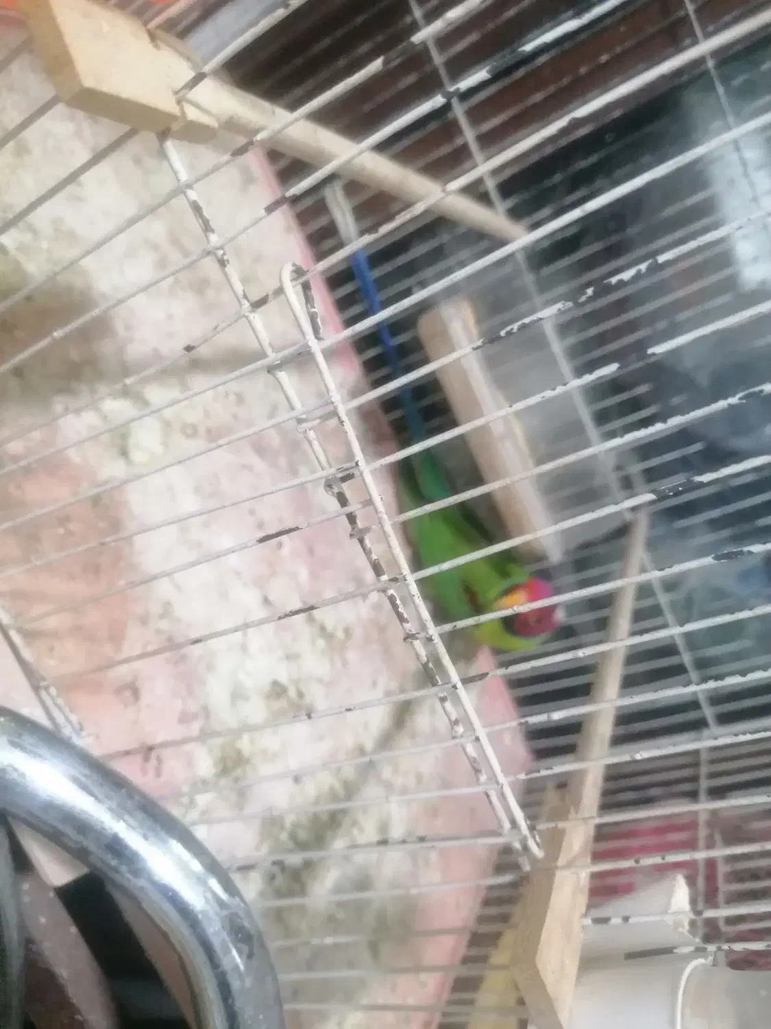 طوطی و کوتوله|پرنده|قم, ناصردیوان|دیوار