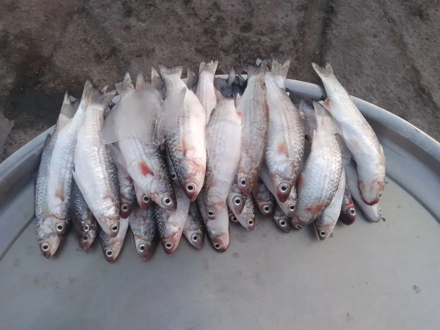 ماهی بیاح تازه صید امروز|ماهی|بندر امام خمینی, |دیوار