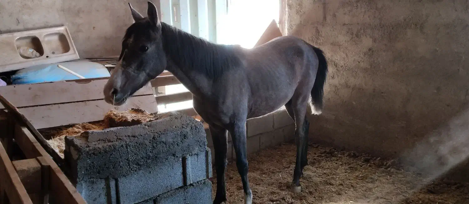 کره اسب|اسب و تجهیزات اسب‌سواری|دورود, |دیوار