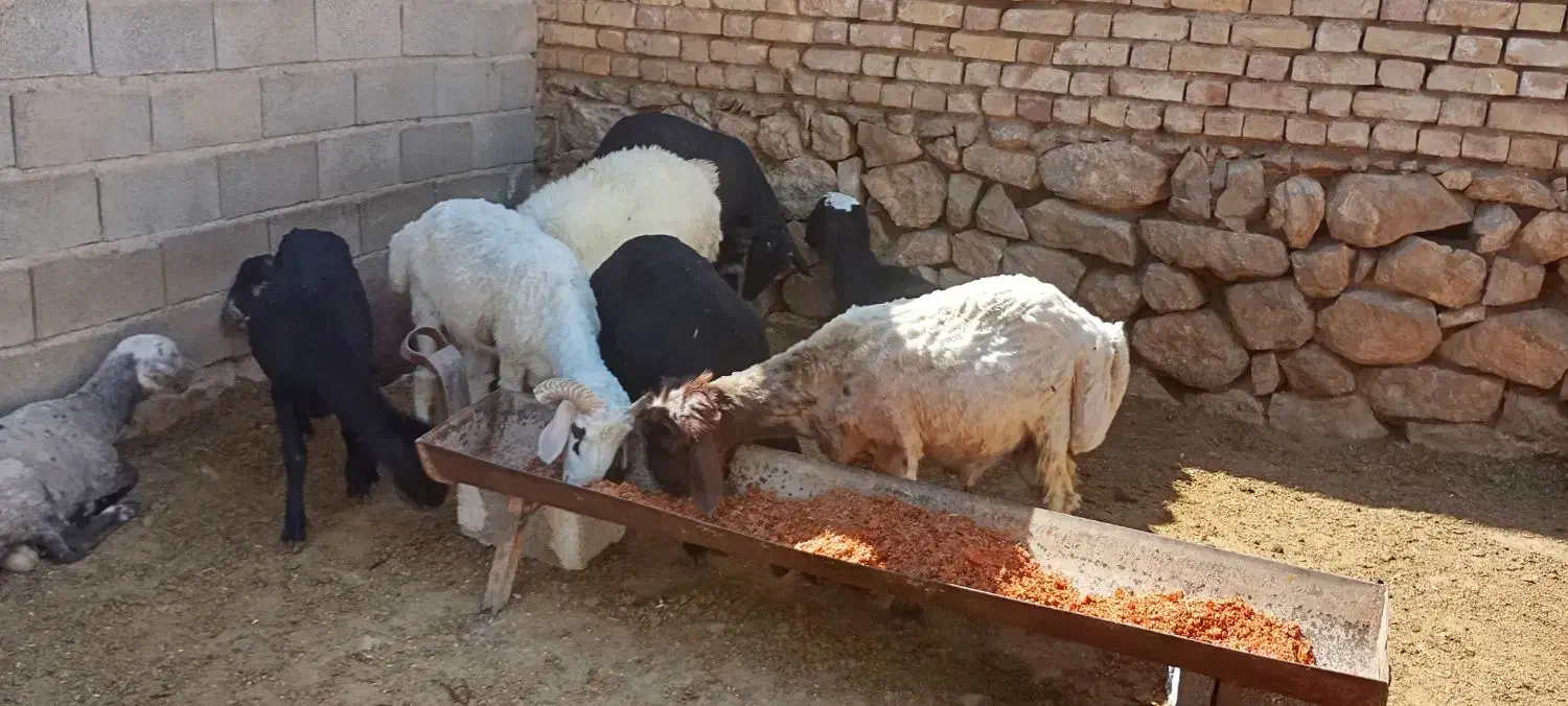 بره نر|حیوانات مزرعه|مرودشت, ده بید|دیوار