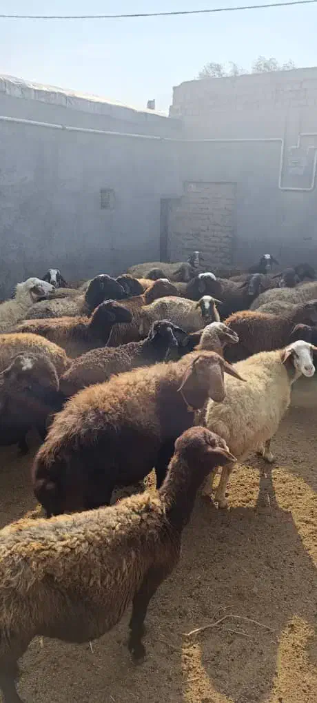 فروش میش آبستن جوان|حیوانات مزرعه|کمیجان, |دیوار