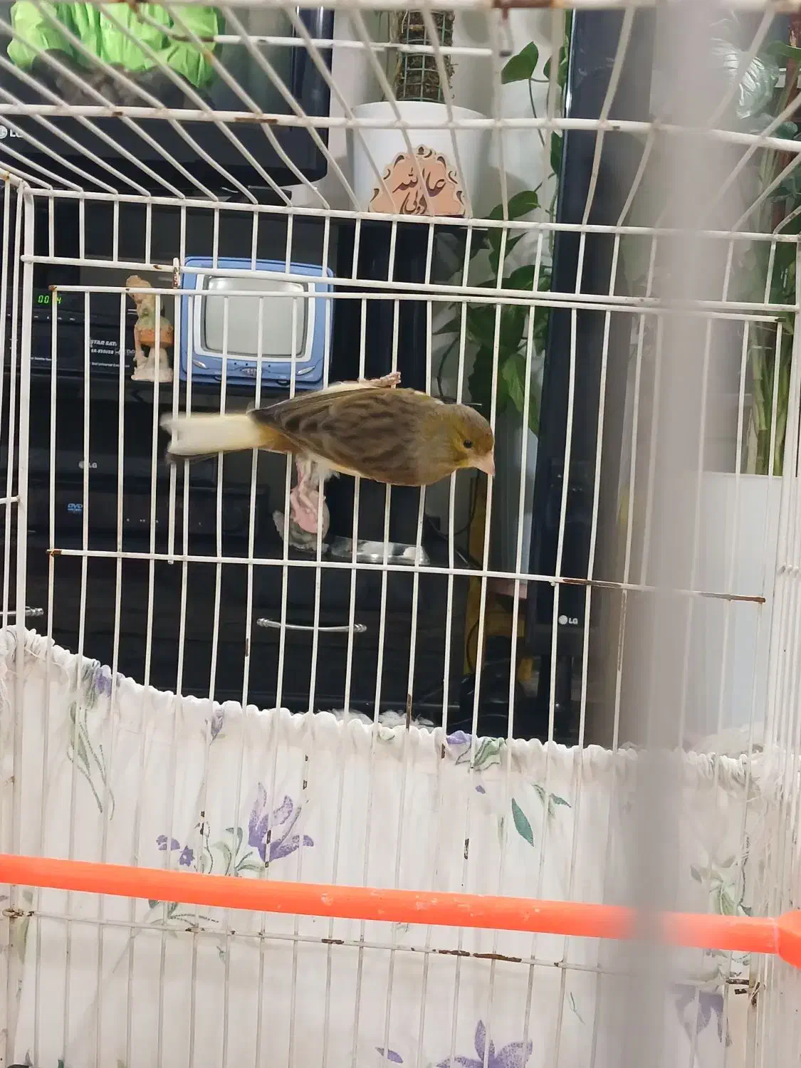 قناری|پرنده|نیشابور, شهرک بسیج|دیوار