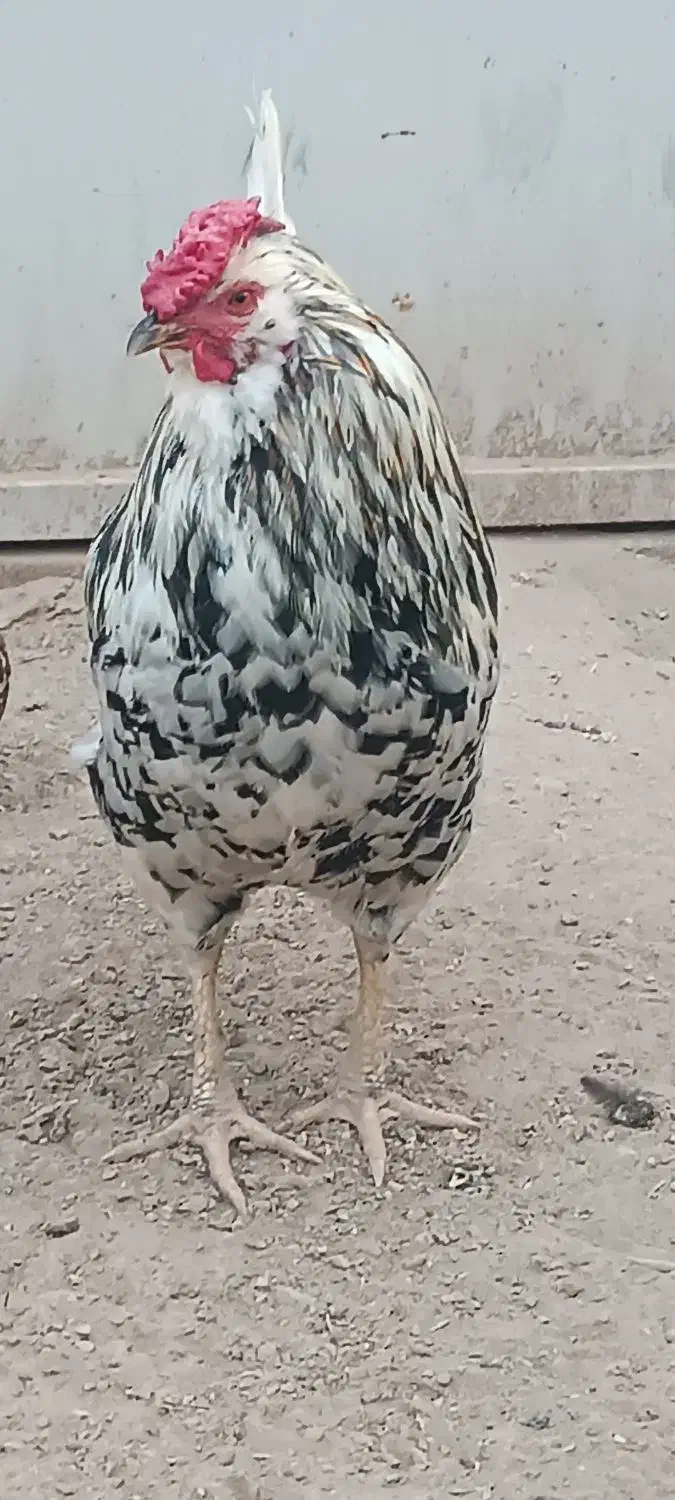 مرغ و خروس|حیوانات مزرعه|اهواز, کوی ابوالفضل|دیوار