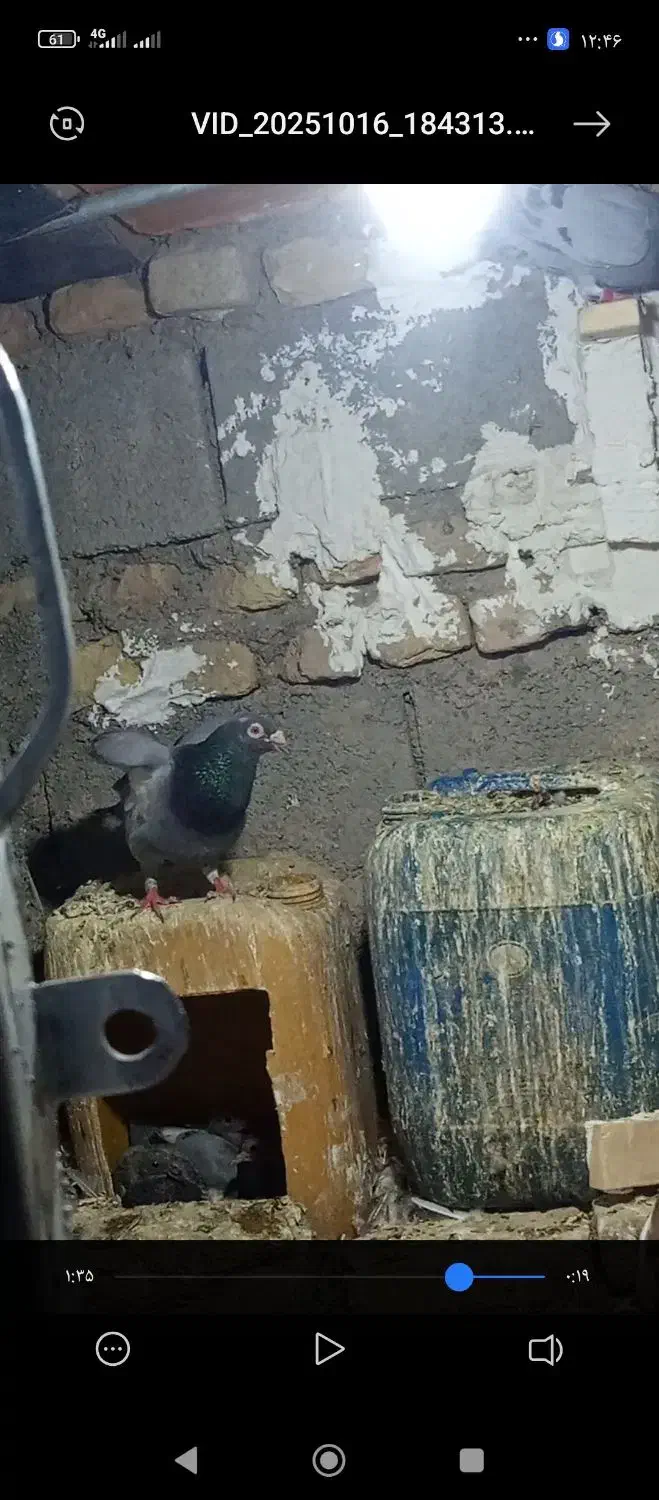 کبوتر|پرنده|کرباسک, |دیوار