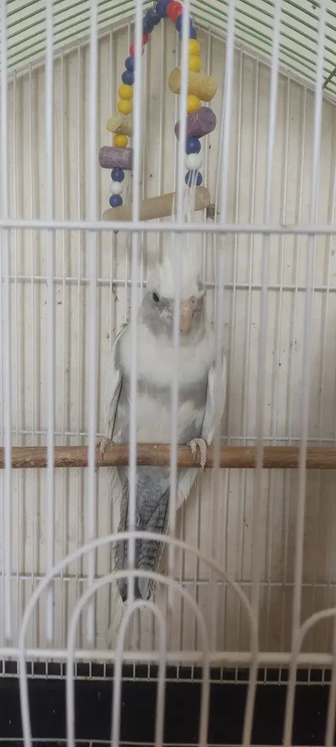 عروس هلندی|پرنده|ماکو, |دیوار