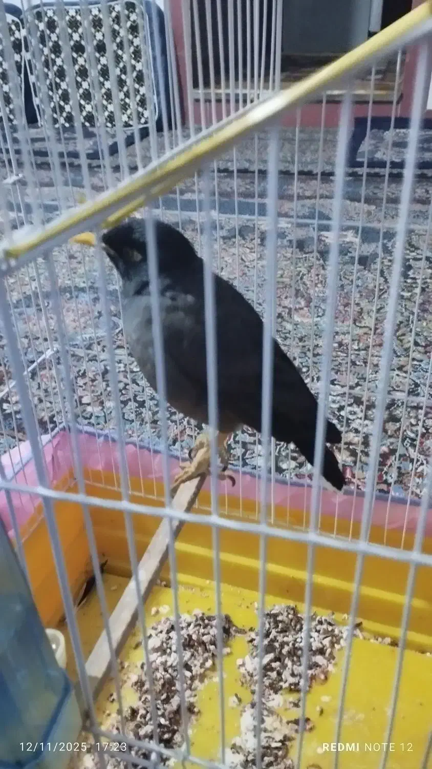 مینا سخن گو|پرنده|کرمان, |دیوار