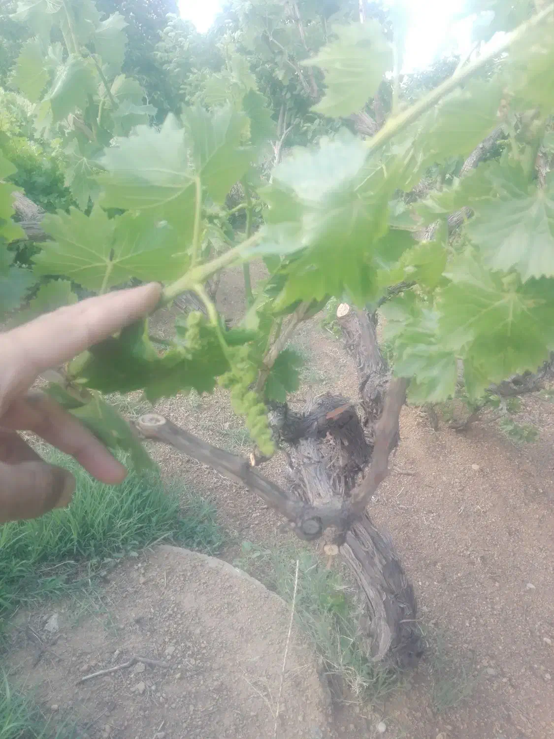 نهال صنوبرنیگرا|حراج|اسدآباد, |دیوار