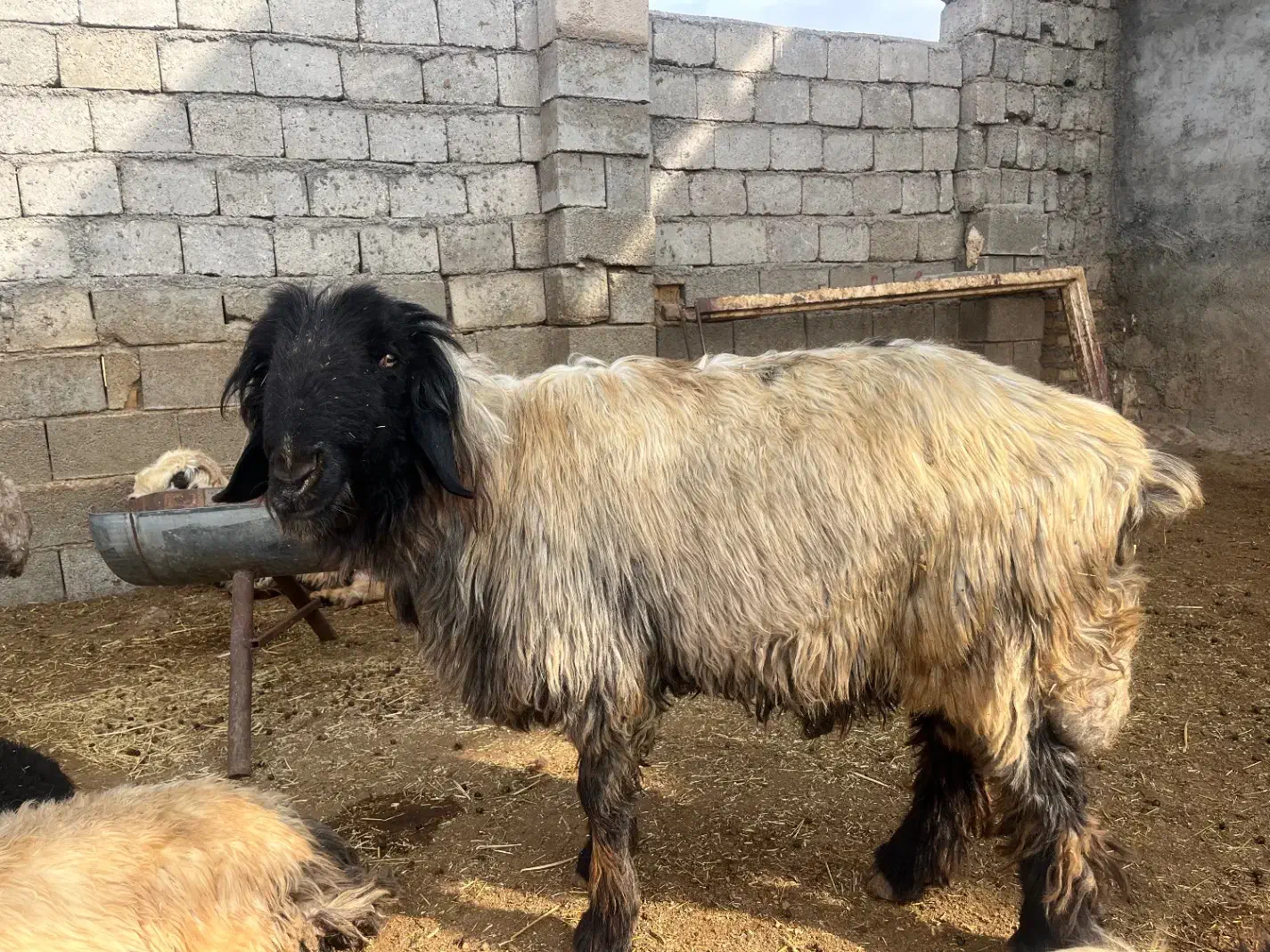 نرمیش|حیوانات مزرعه|فریدونشهر, |دیوار