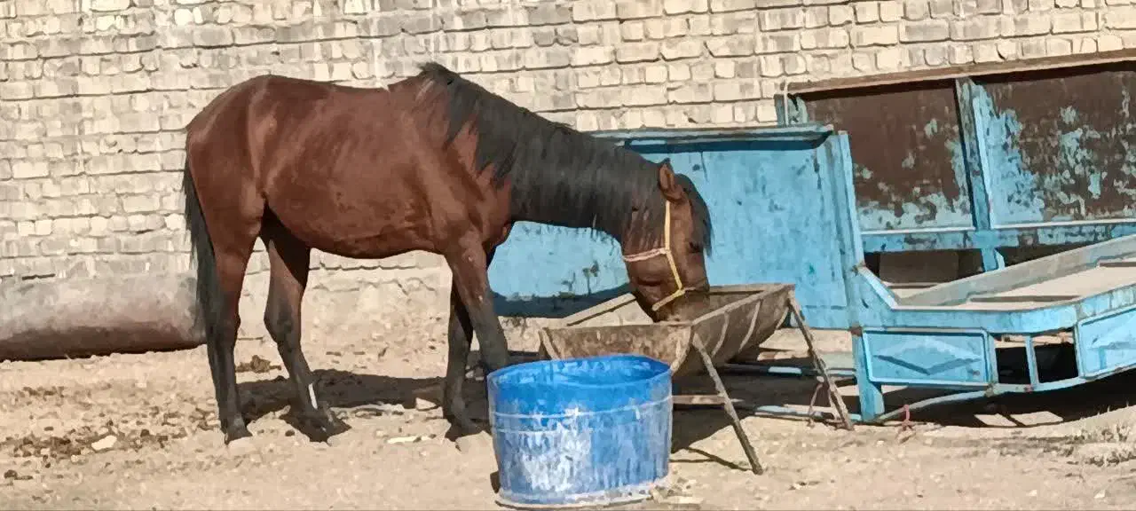اسب|اسب و تجهیزات اسب‌سواری|قم, قلعه کامکار|دیوار