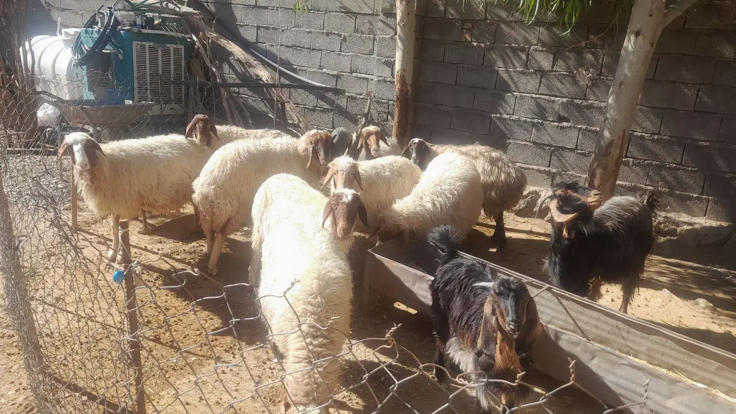 باسلام چند تا گوسفند  جوان  داشتی به فروش میرسد|حیوانات مزرعه|زرین آباد, |دیوار