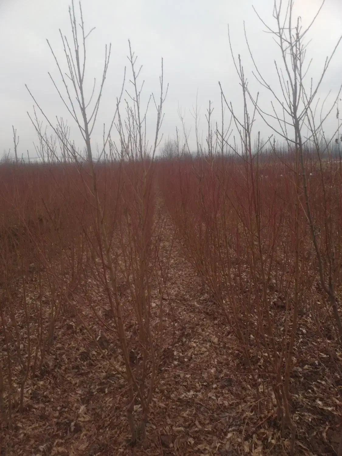 نهال|حراج|میاندوآب, |دیوار