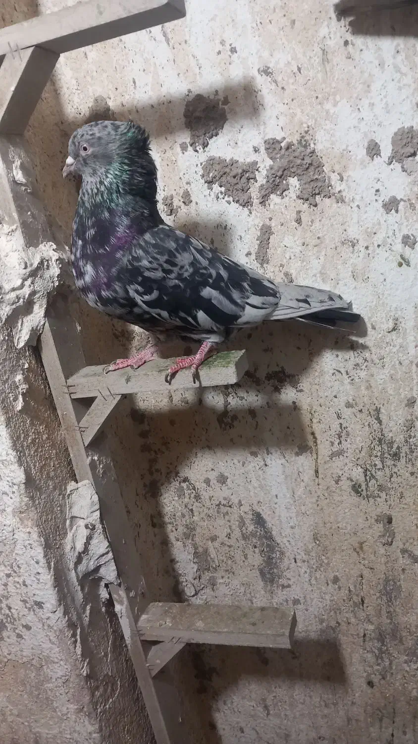 کفتر سرور کاکل|پرنده|شیراز, جوادیه|دیوار