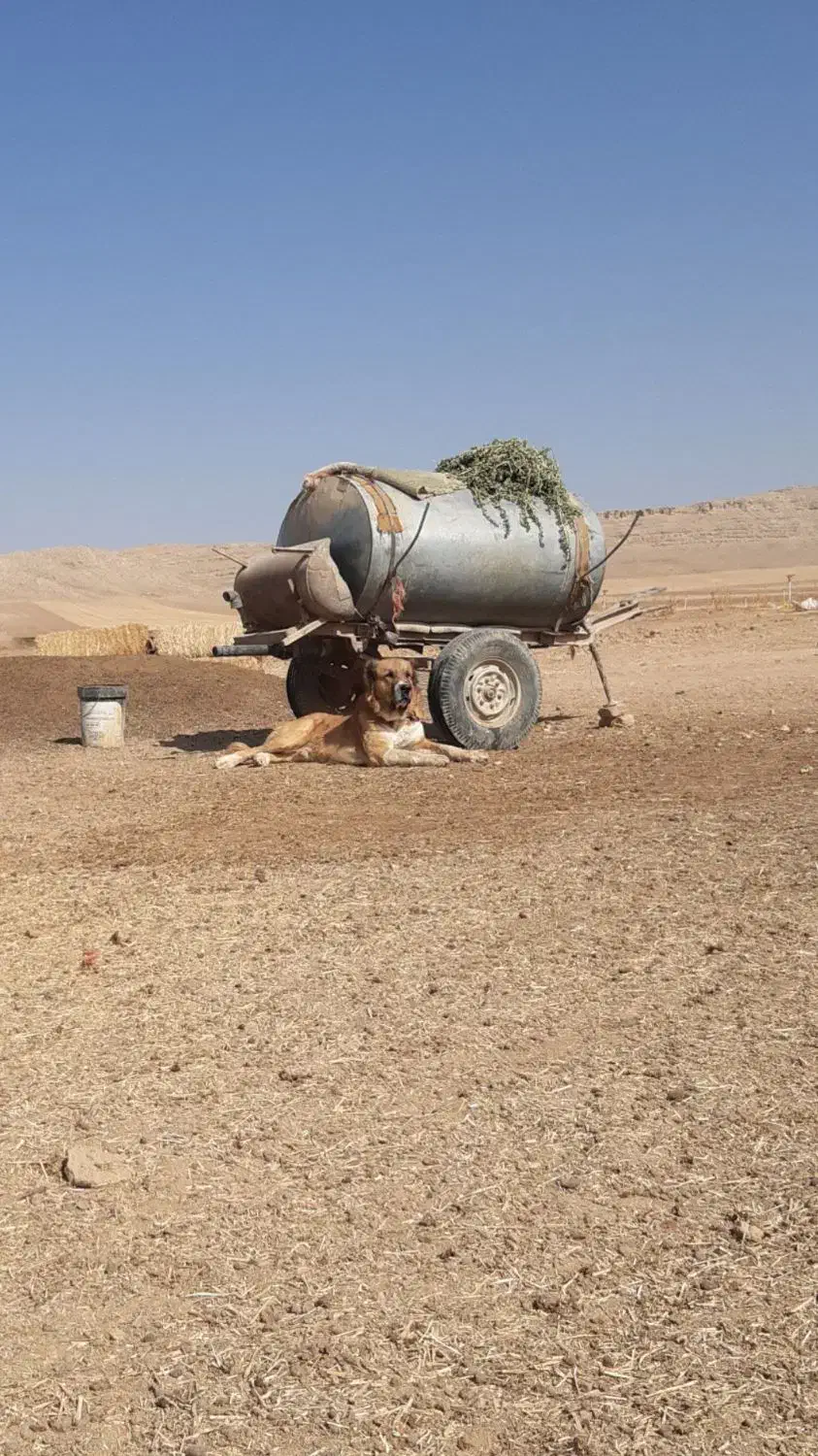 سگ خوب،|سگ|قم, شهر قائم|دیوار