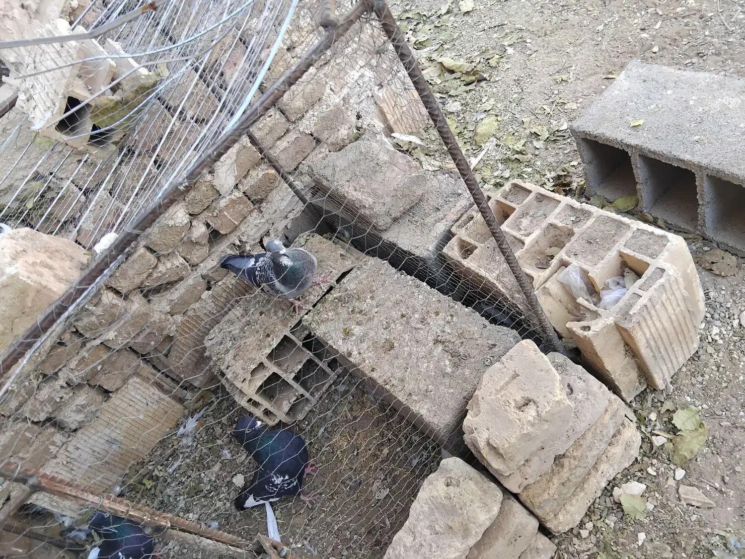 سبز نر هوای به هست|پرنده|کاشمر, |دیوار