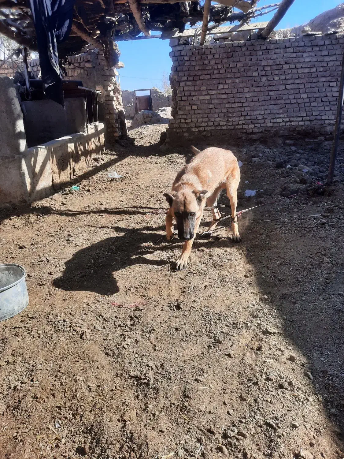 سگ مالینویز|سگ|خوسف, |دیوار