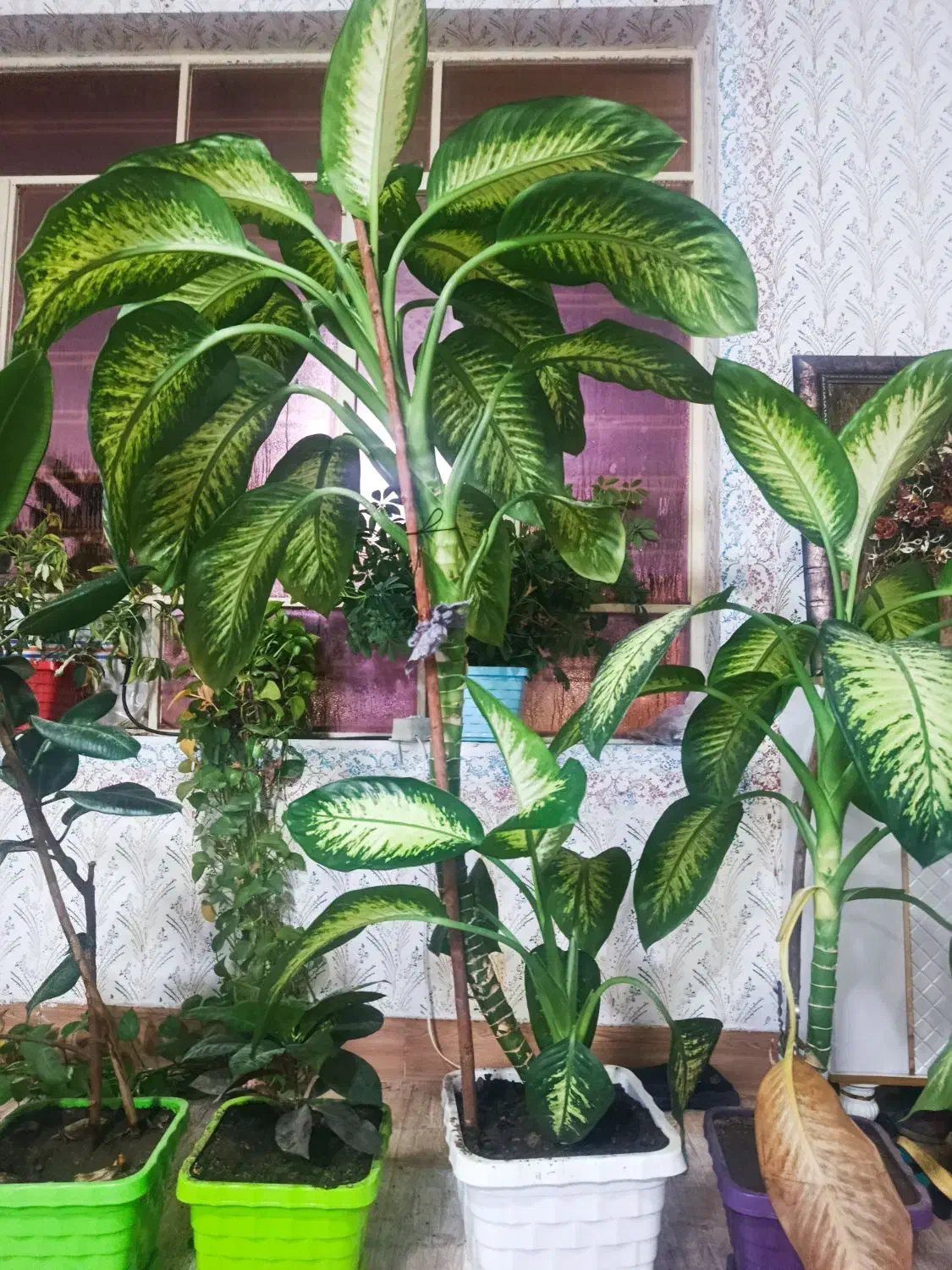 گل دیفن|گل و گیاه طبیعی|یاسوج, |دیوار