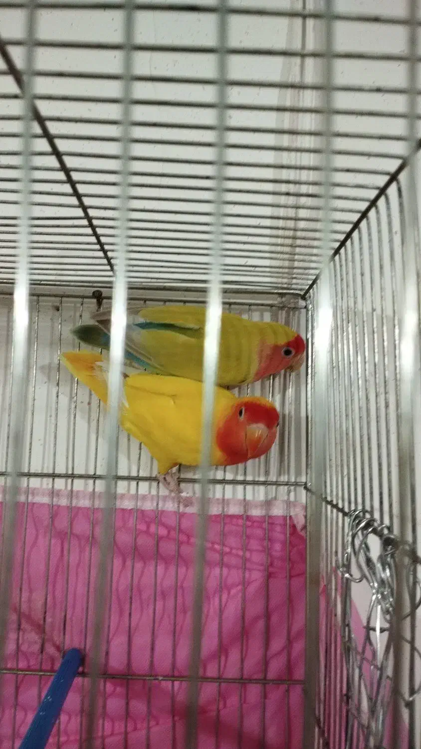 فروش جفت مولد کوتوله زرد آماده تخمگذاری|پرنده|فردوس (خراسان), |دیوار