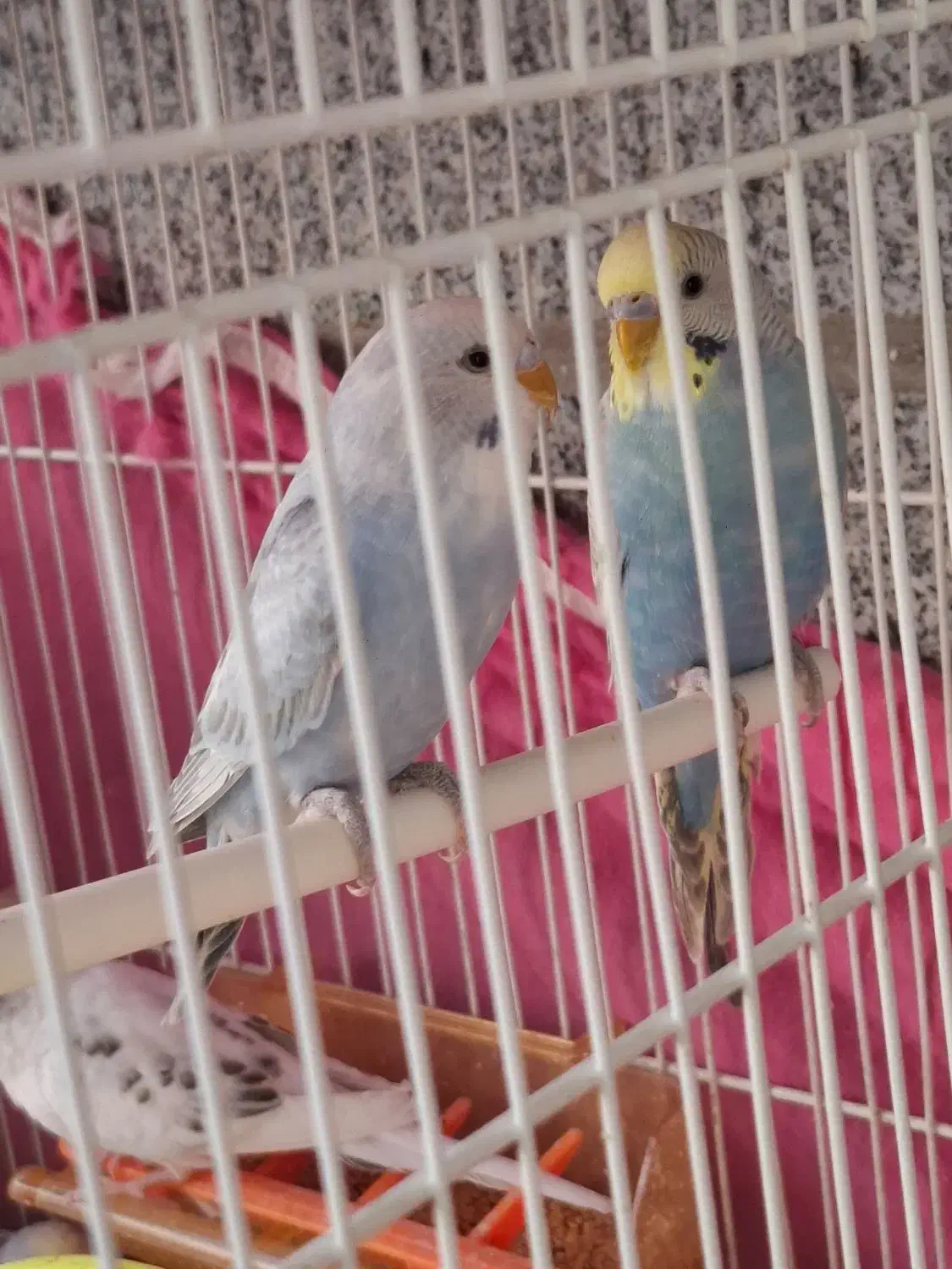 مرغ عشق نر و ماده|پرنده|مشهد, نیروی هوایی|دیوار