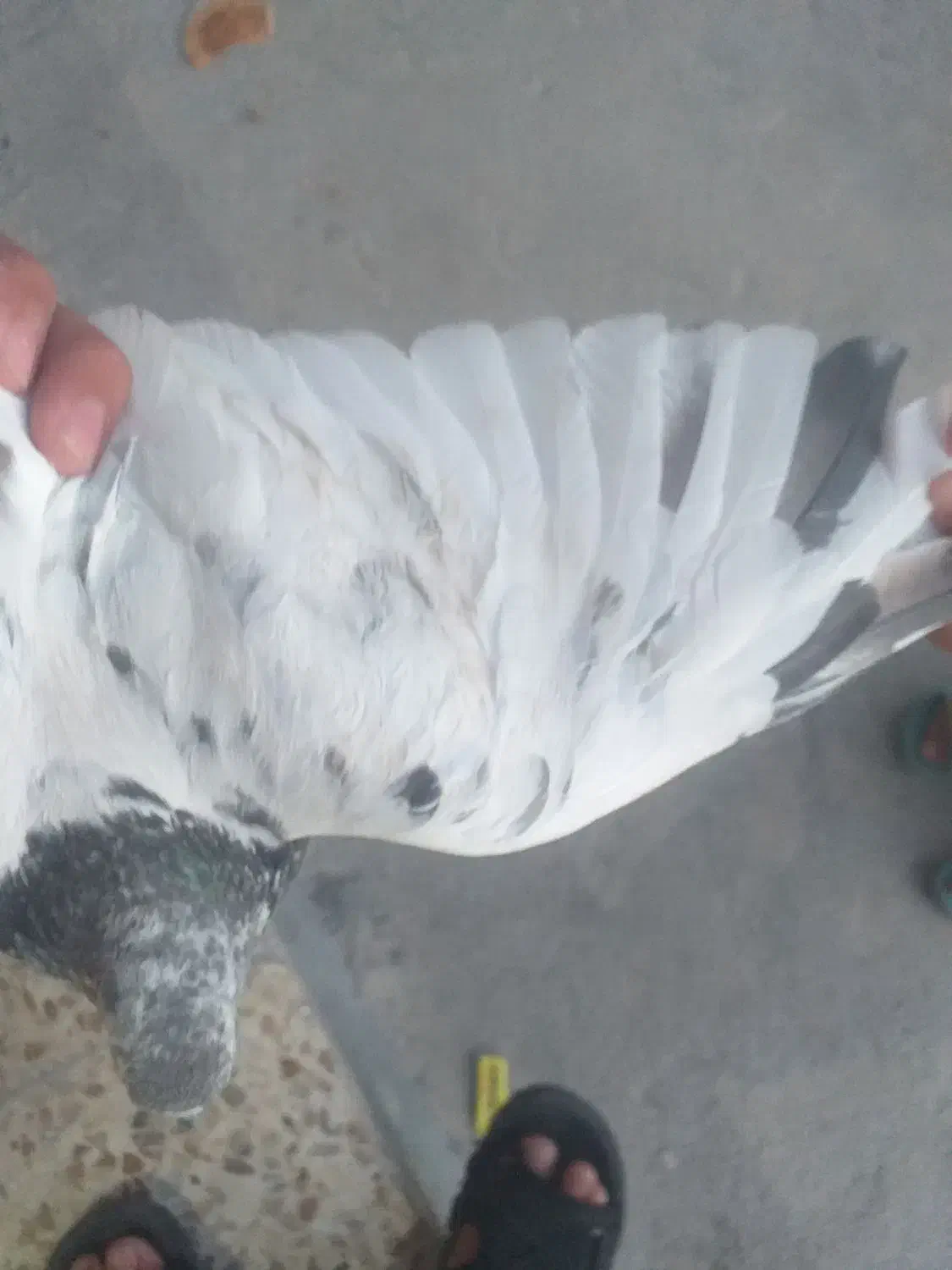 شیخ|پرنده|ایذه, |دیوار