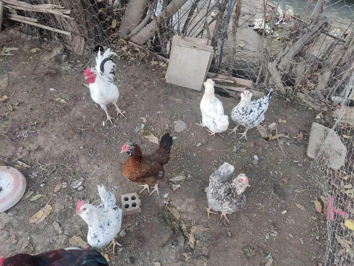 تخم مرغ گلین|حیوانات مزرعه|مینودشت, |دیوار