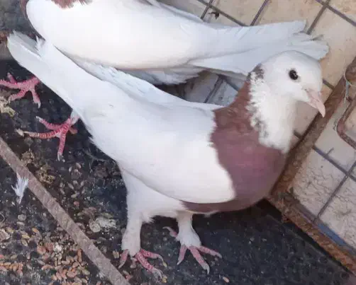 سه تاطوقی یک جفت پدر مادر و یک جوانه|پرنده|بیرجند, |دیوار