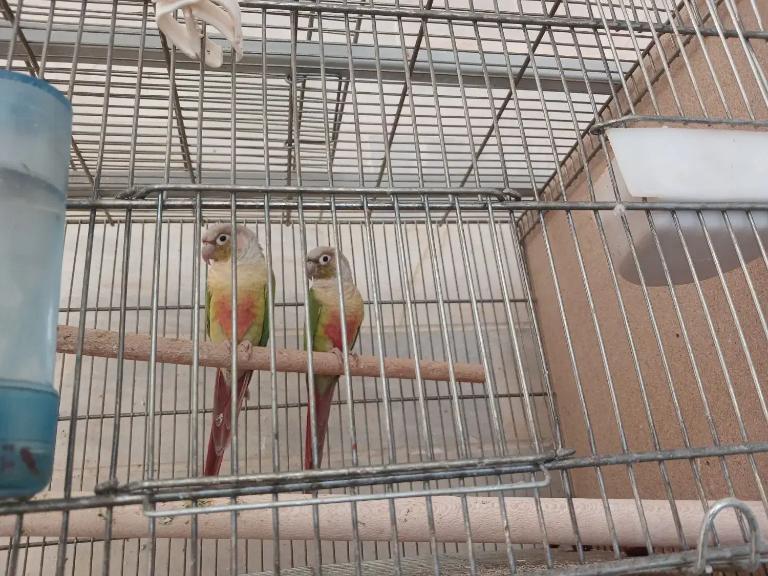 گرینچیک|پرنده|اردکان, |دیوار