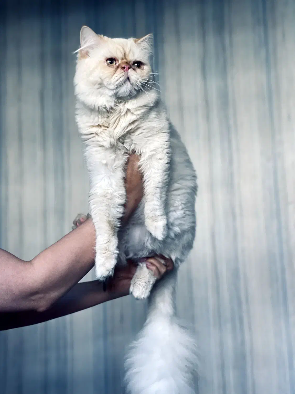 گربه پرشین سوپر فلت واکسناسیون شده|گربه|رشت, رودبارتان|دیوار