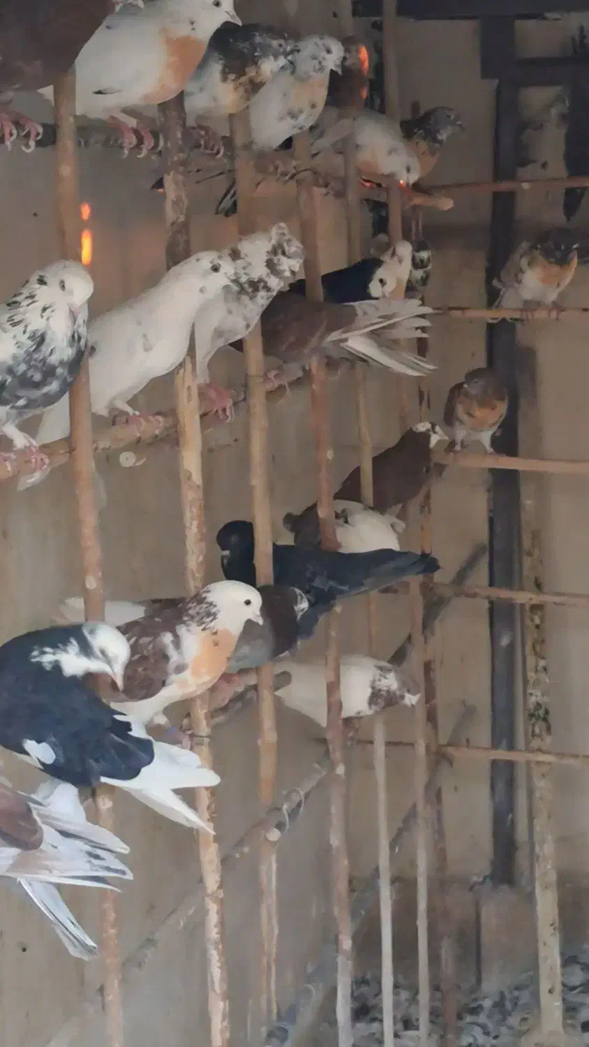 کبوترای پرشی|پرنده|قم, عمار یاسر|دیوار