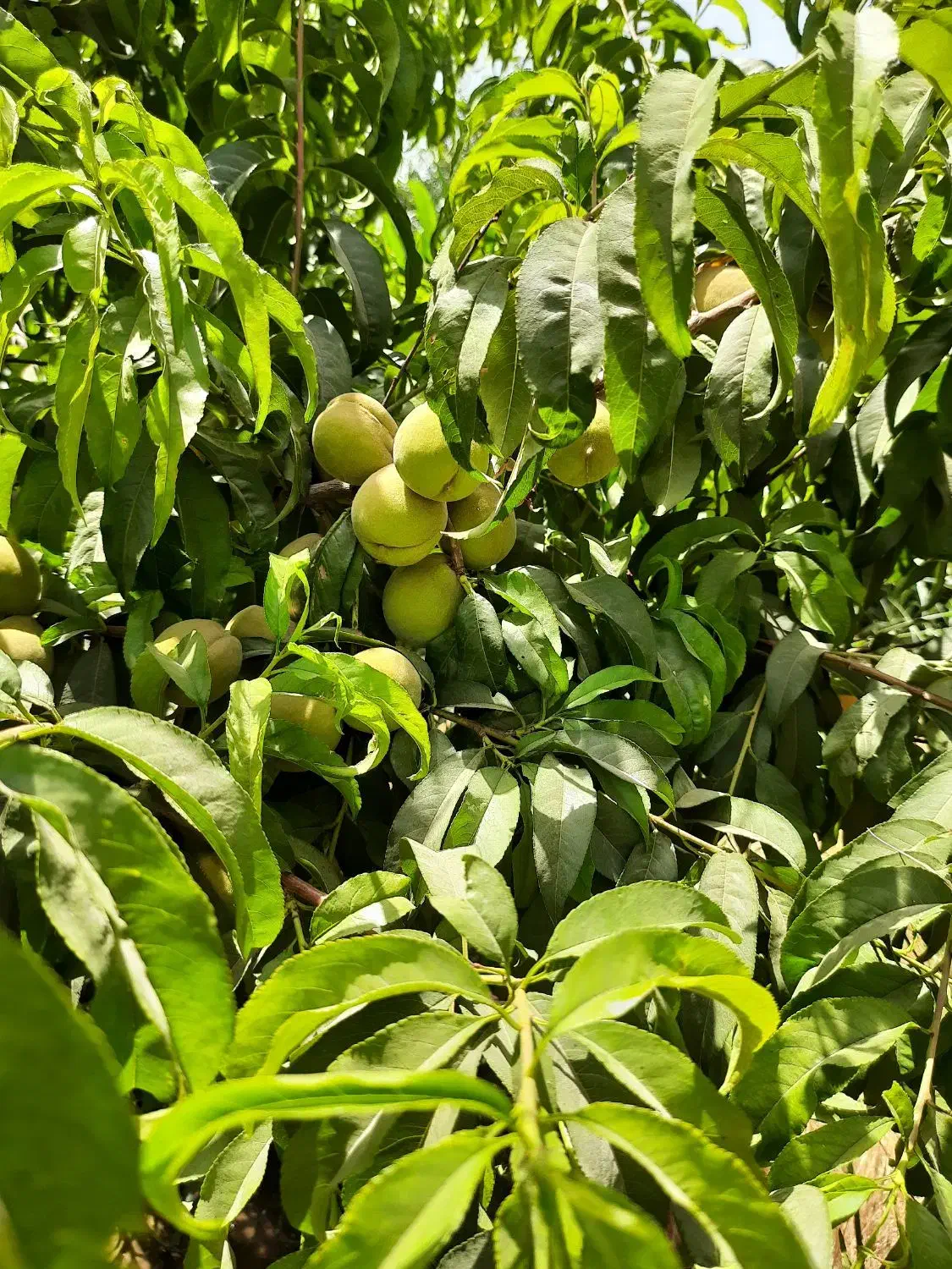 باغچه ۵۰۰ متری|فروش زمین و ملک کلنگی|هشتگرد, تهران دشت|دیوار